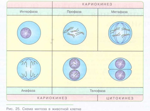 ДЕЛЕНИЕ КЛЕТКИ — ОСНОВА РАЗМНОЖЕНИЯ, РОСТА И РАЗВИТИЯ ОРГАНИЗМА_002